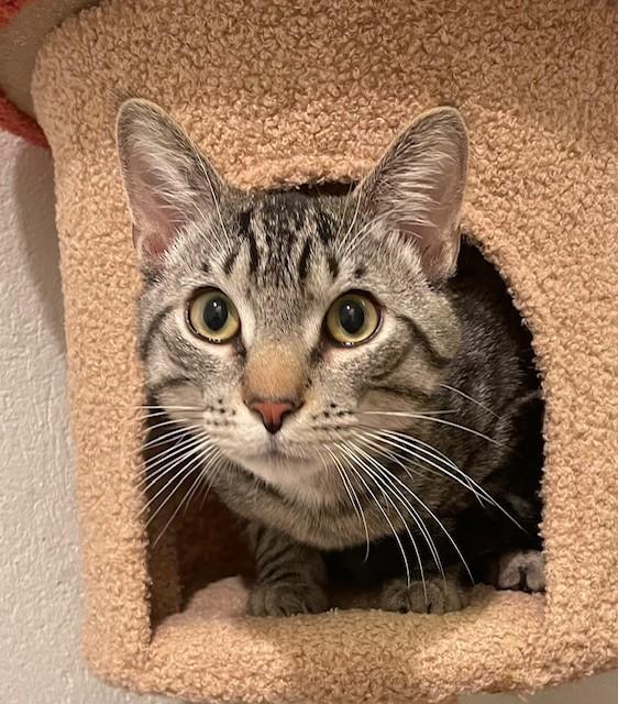 Dell (LE), an adopted Domestic Short Hair in Little Falls, NJ image 3/3