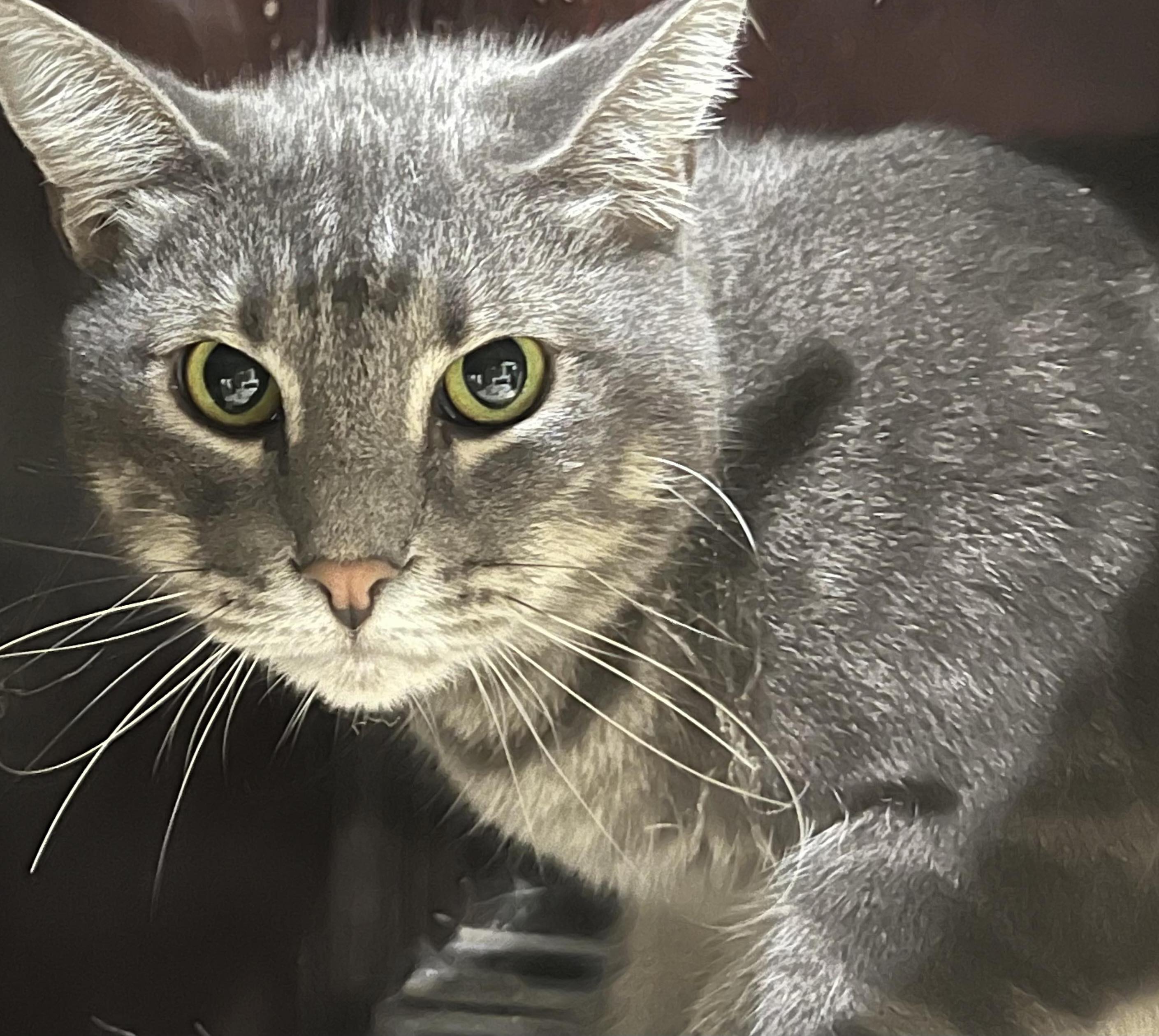 Enlarge Brad, a Adoptable Domestic Short Hair in Portland, OR image 1/2