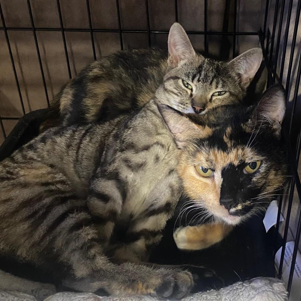 Maple — thumbnail 2