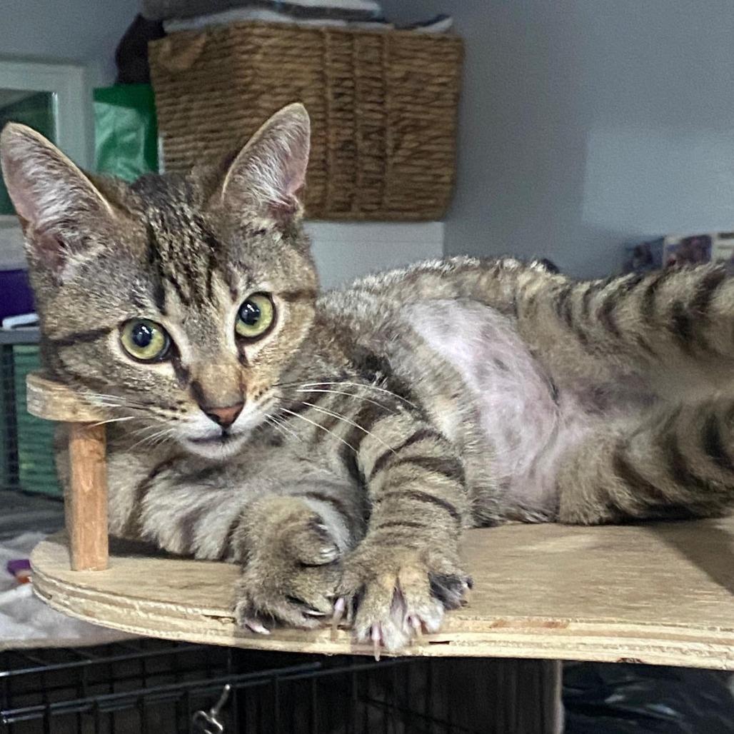 Maple — thumbnail 3