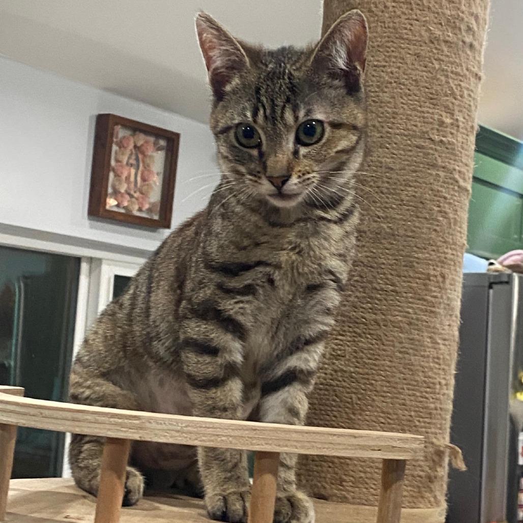 Maple — thumbnail 4