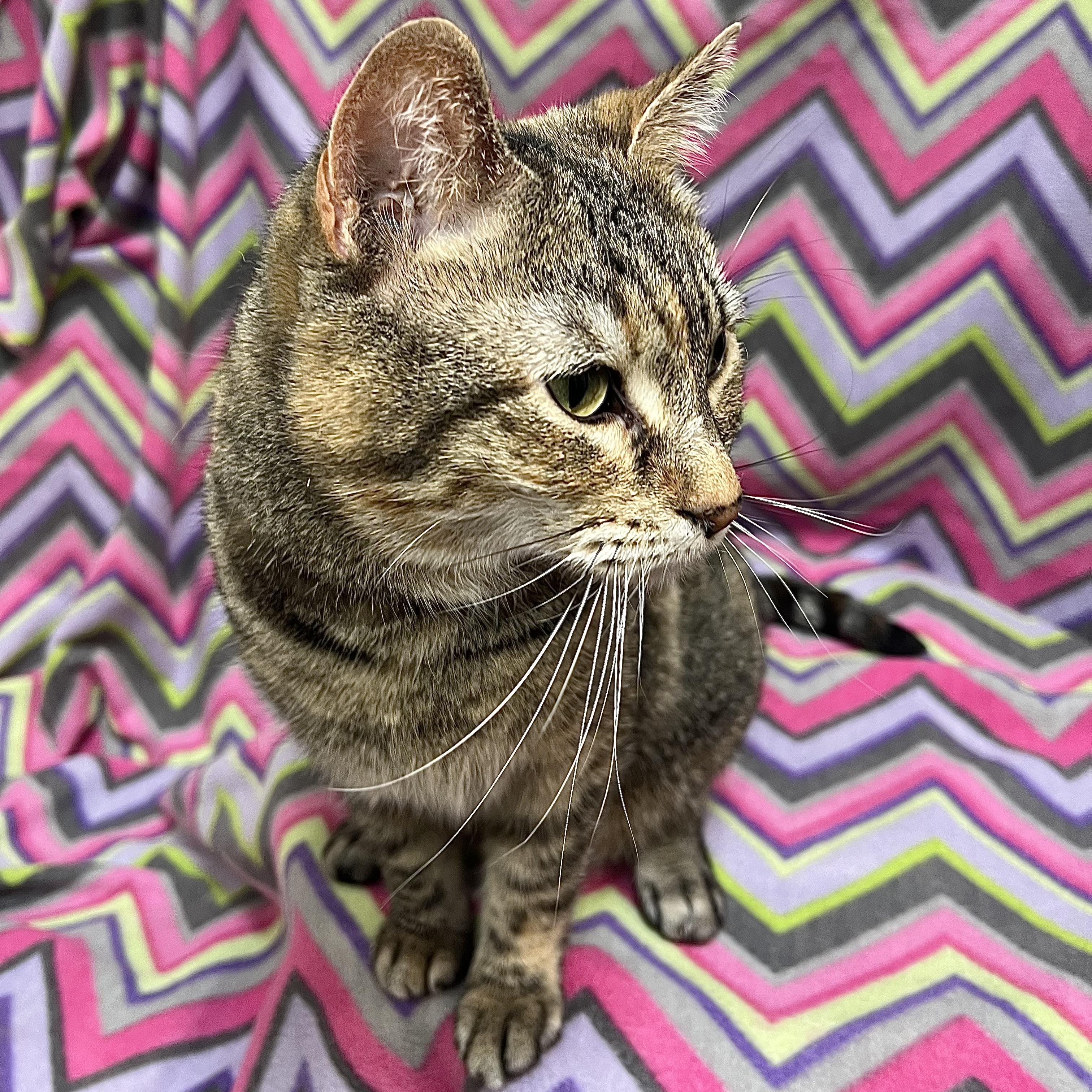Marty, a ADOPTABLE Domestic Short Hair in Fairmont, MN image 6/6