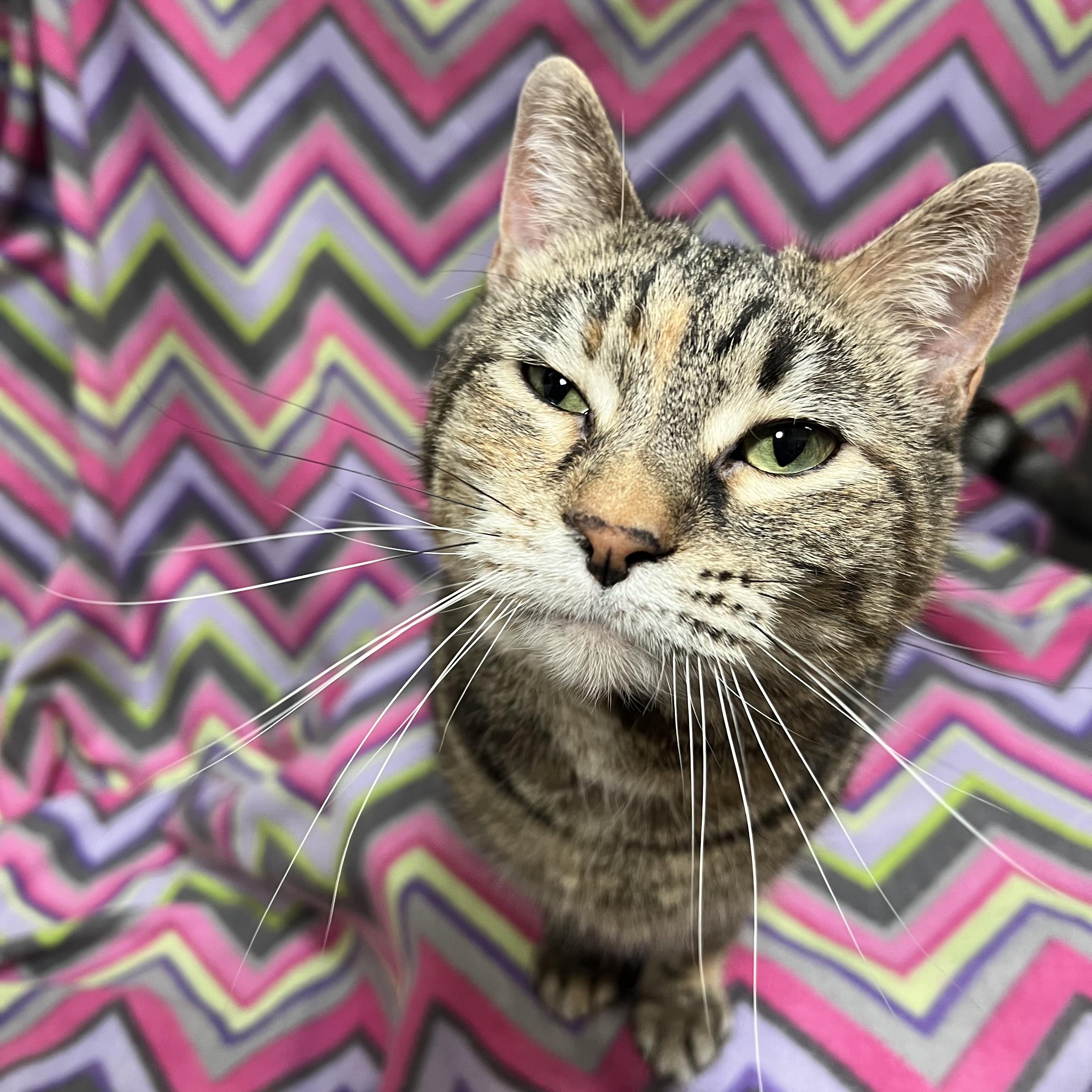 Marty, a ADOPTABLE Domestic Short Hair in Fairmont, MN image 4/6