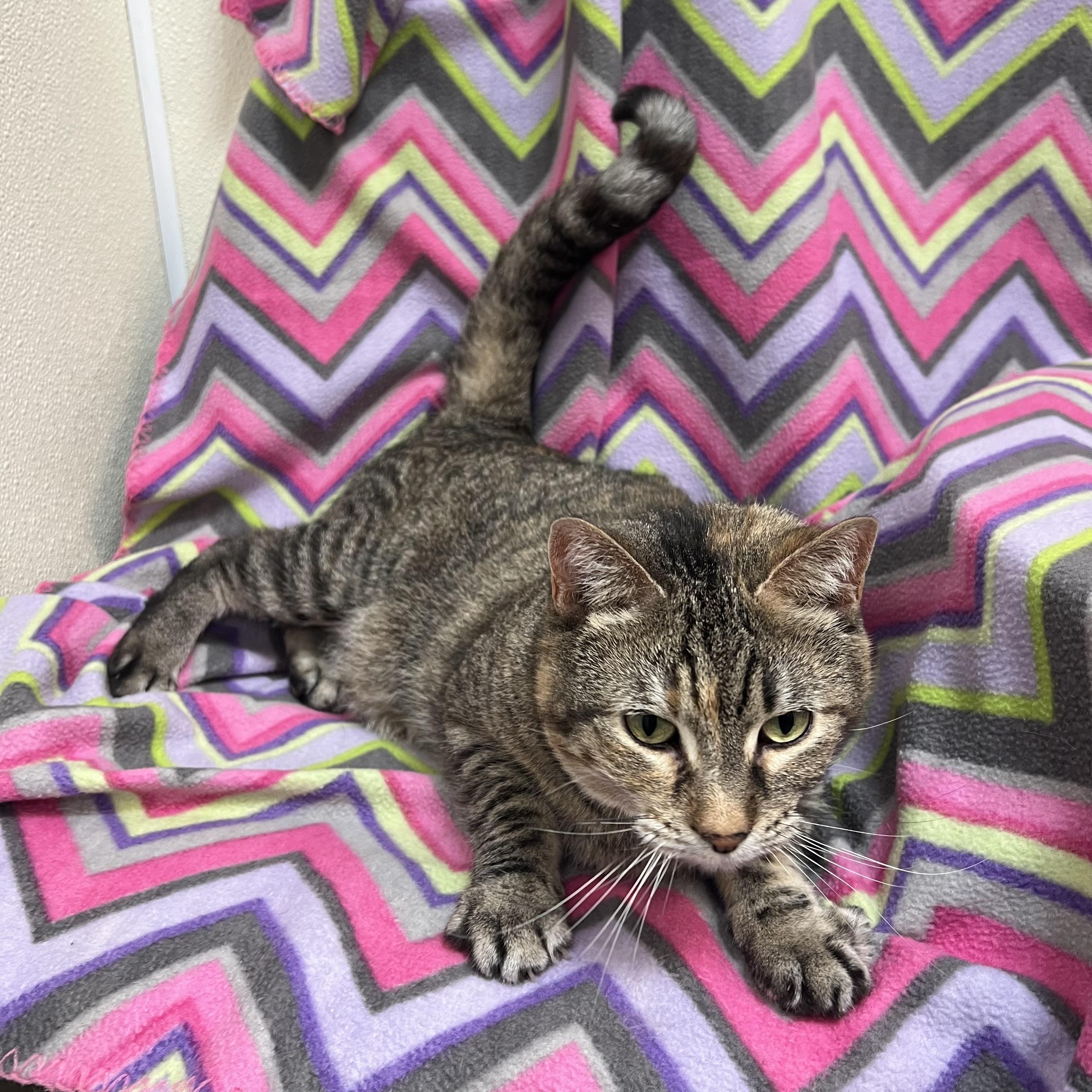 Marty, a ADOPTABLE Domestic Short Hair in Fairmont, MN image 5/6