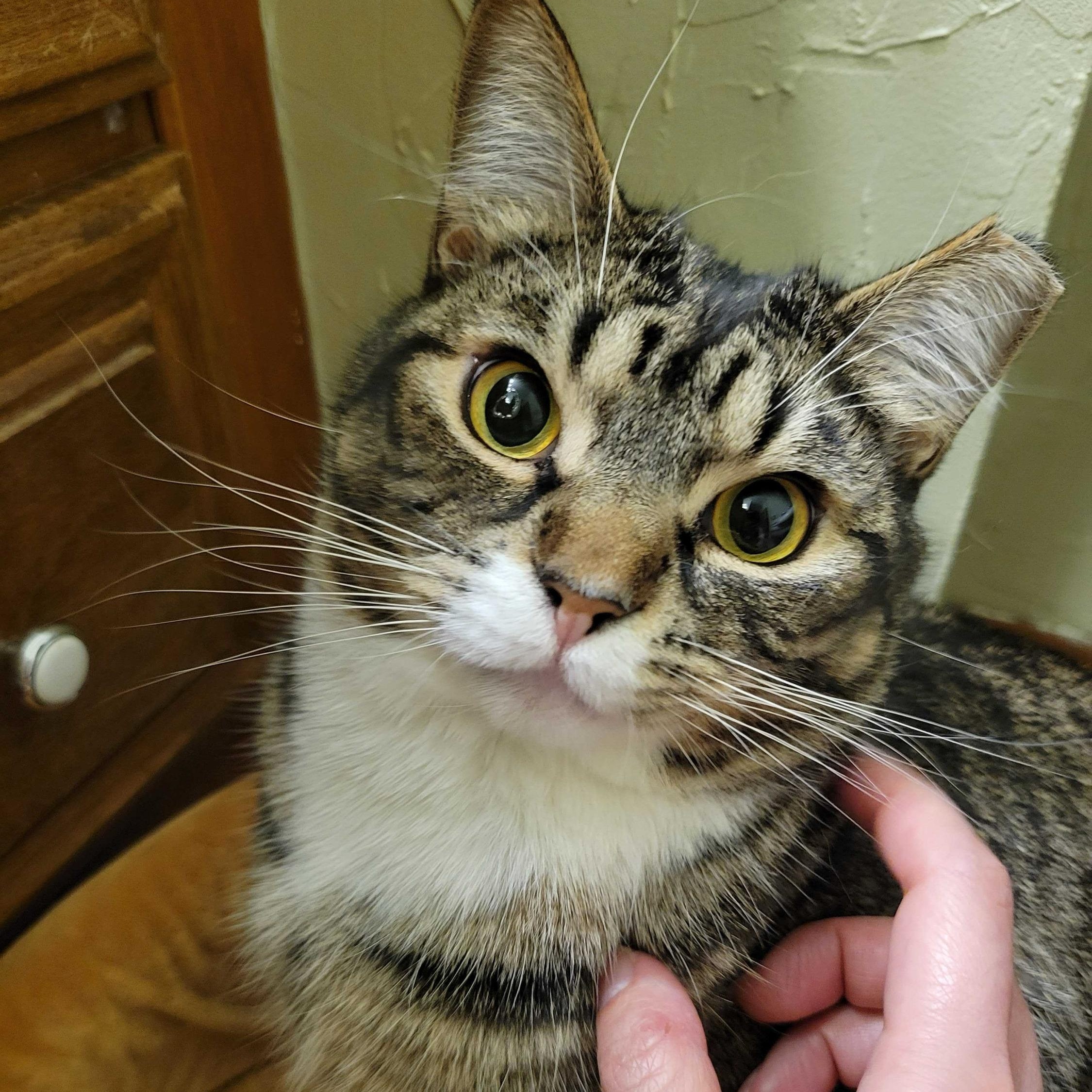 Enlarge Marquis, a ADOPTABLE Domestic Short Hair in Seattle, WA image 1/6