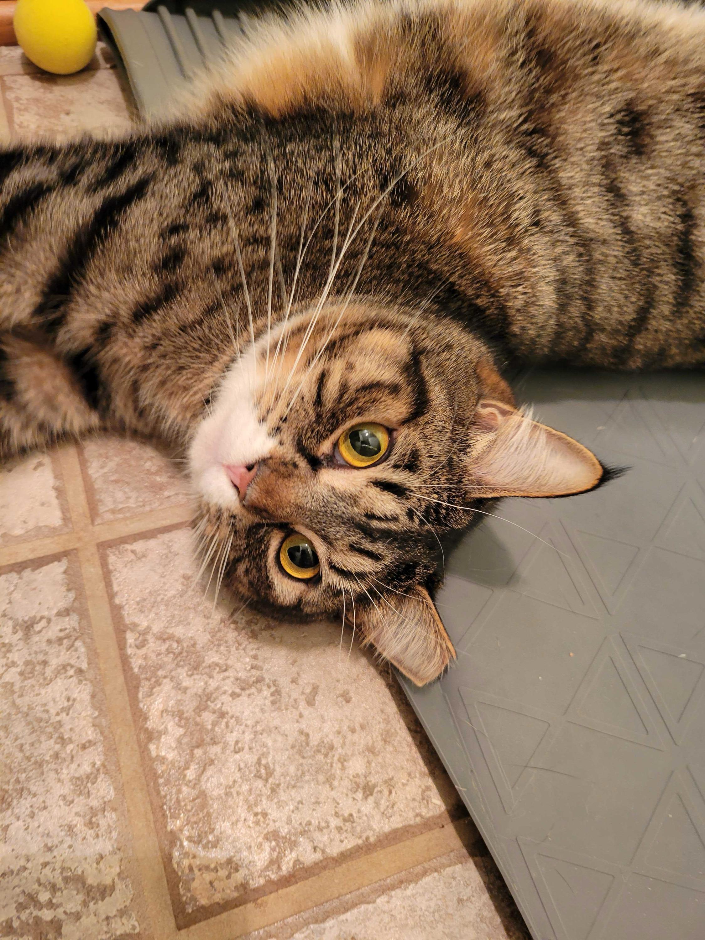 Enlarge Marquis, a ADOPTABLE Domestic Short Hair in Seattle, WA image 3/6