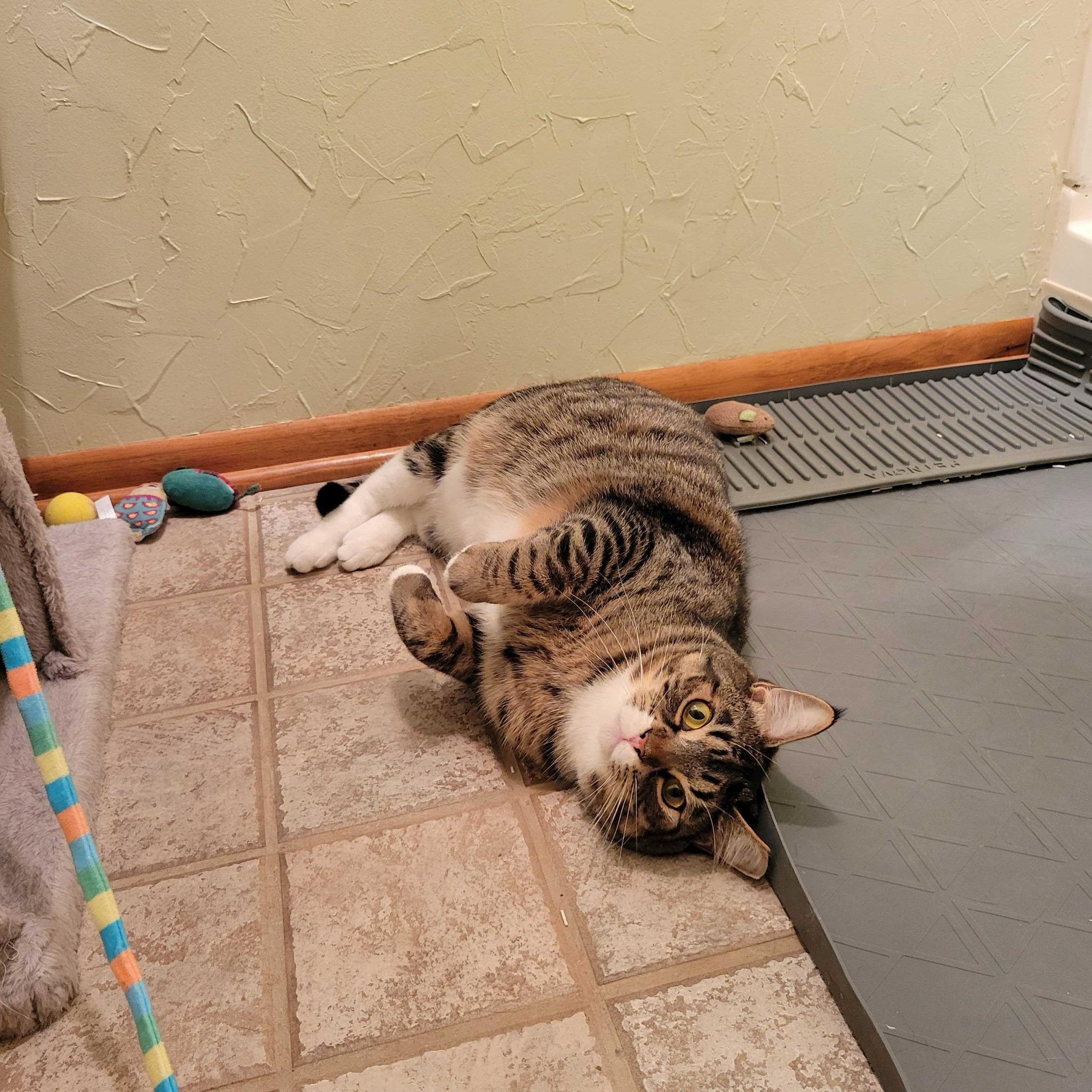 Enlarge Marquis, a ADOPTABLE Domestic Short Hair in Seattle, WA image 2/6