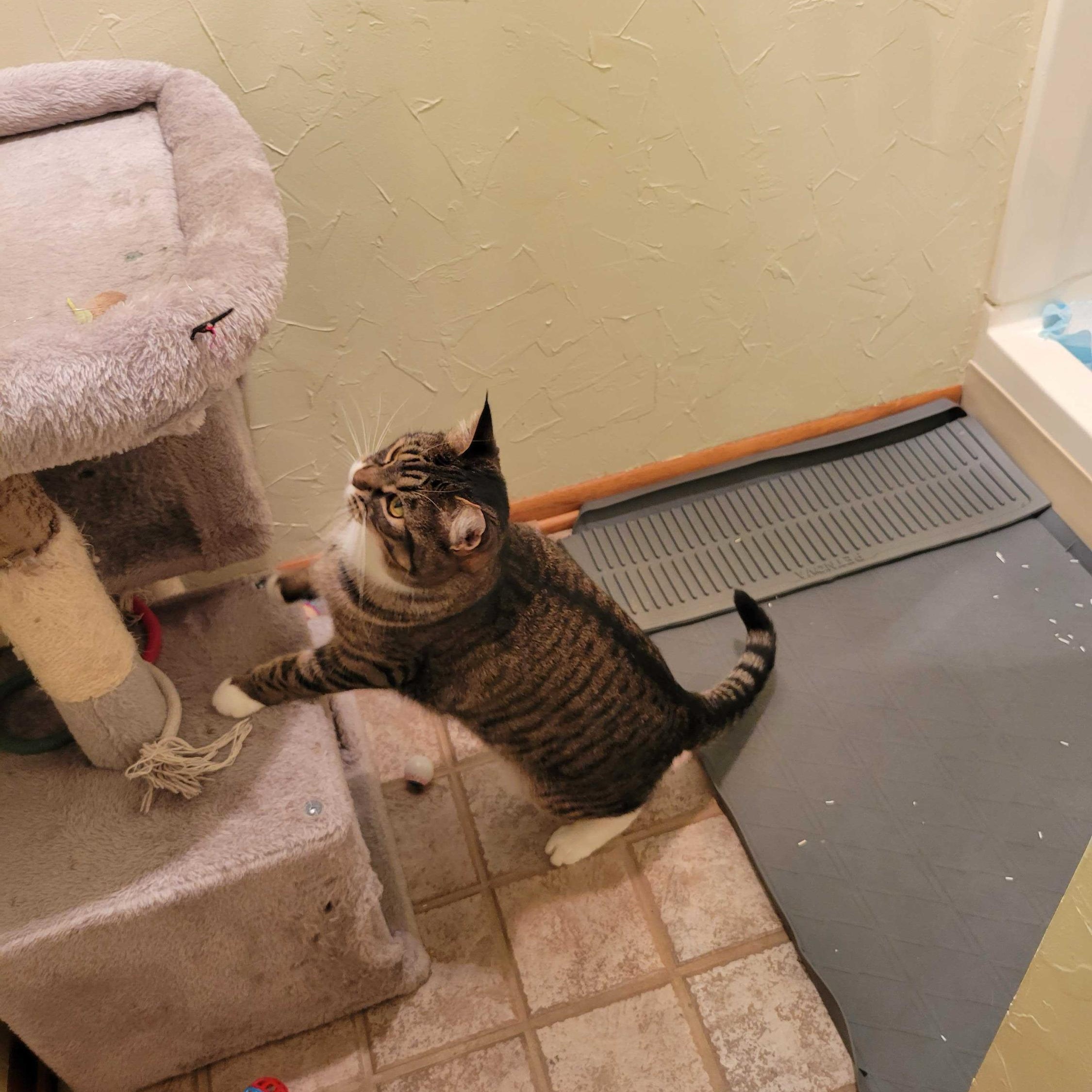 Enlarge Marquis, a ADOPTABLE Domestic Short Hair in Seattle, WA image 4/6