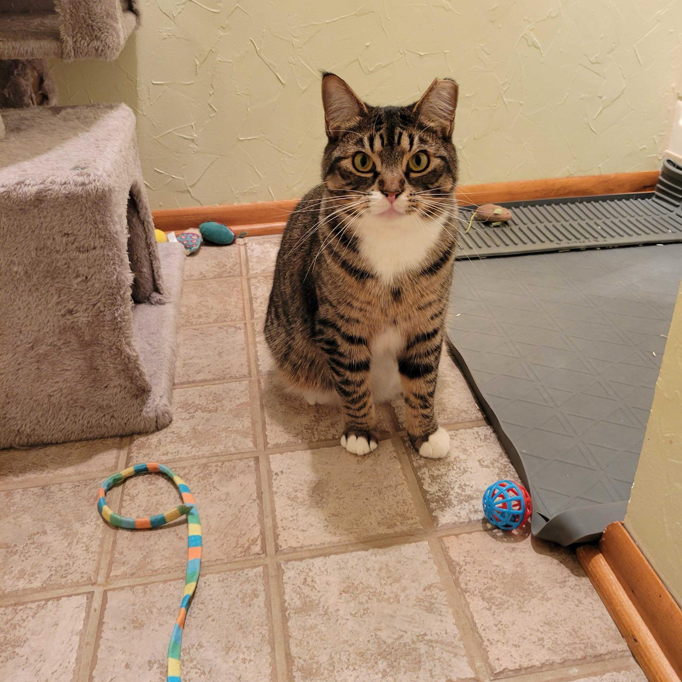 Enlarge Marquis, a ADOPTABLE Domestic Short Hair in Seattle, WA image 5/6