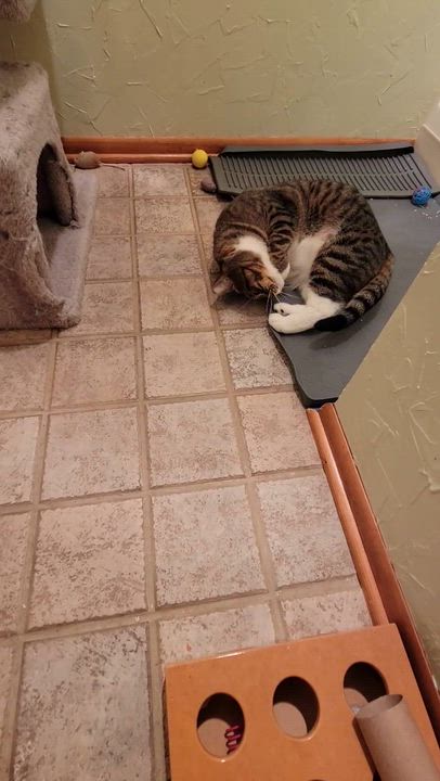 Enlarge Marquis, a ADOPTABLE Domestic Short Hair in Seattle, WA video 6/6