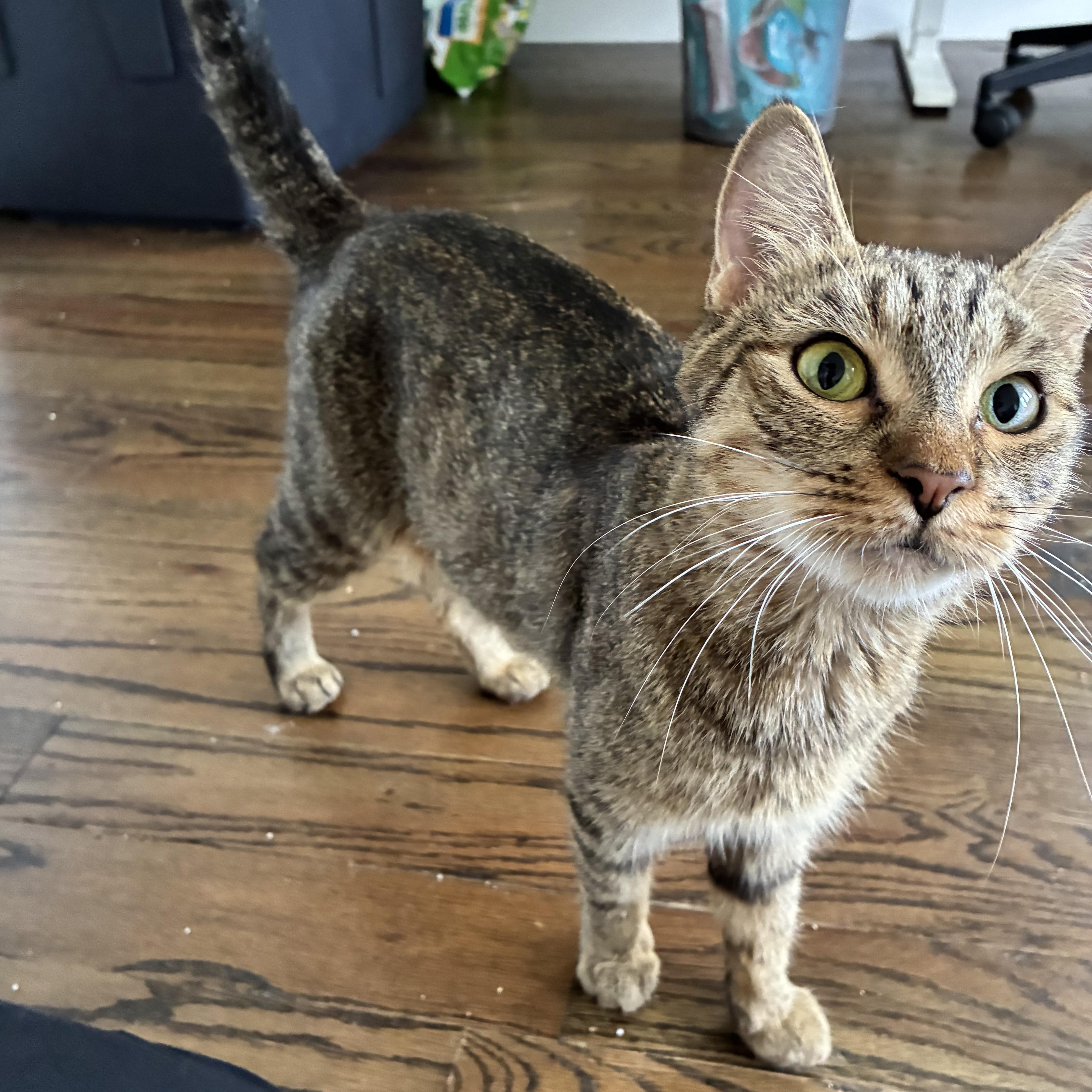 Enlarge Cleopawtra, a Adoptable Domestic Short Hair in Andover, CT image 4/6