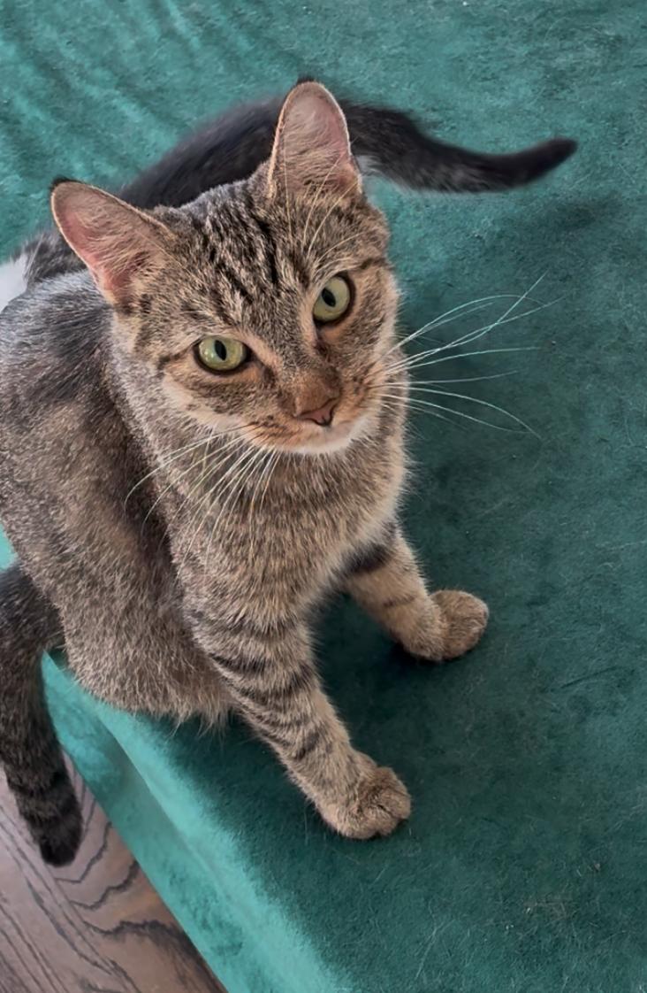 Enlarge Cleopawtra, a Adoptable Domestic Short Hair in Andover, CT image 1/6