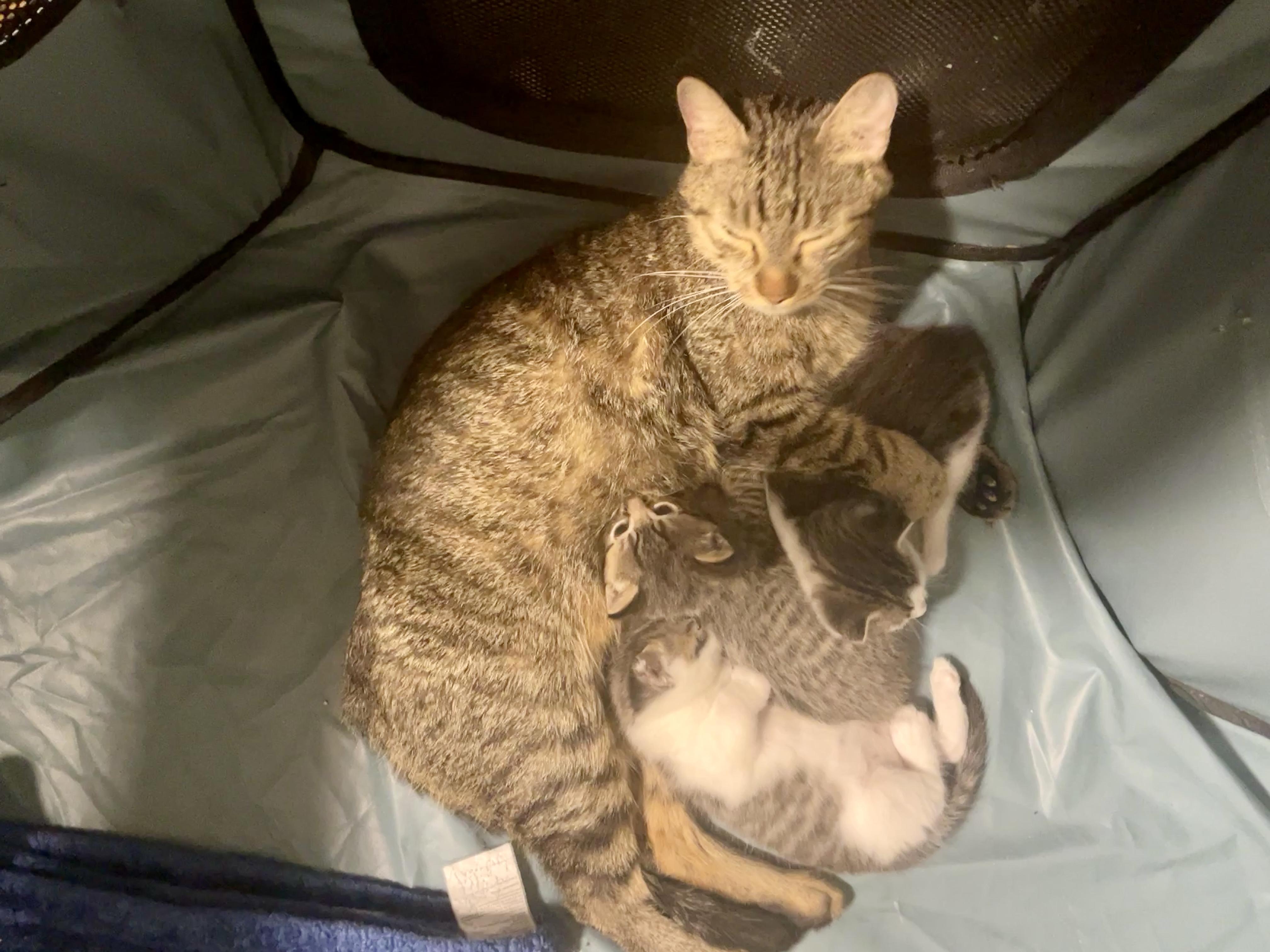 Enlarge Cleopawtra, a Adoptable Domestic Short Hair in Andover, CT image 5/6