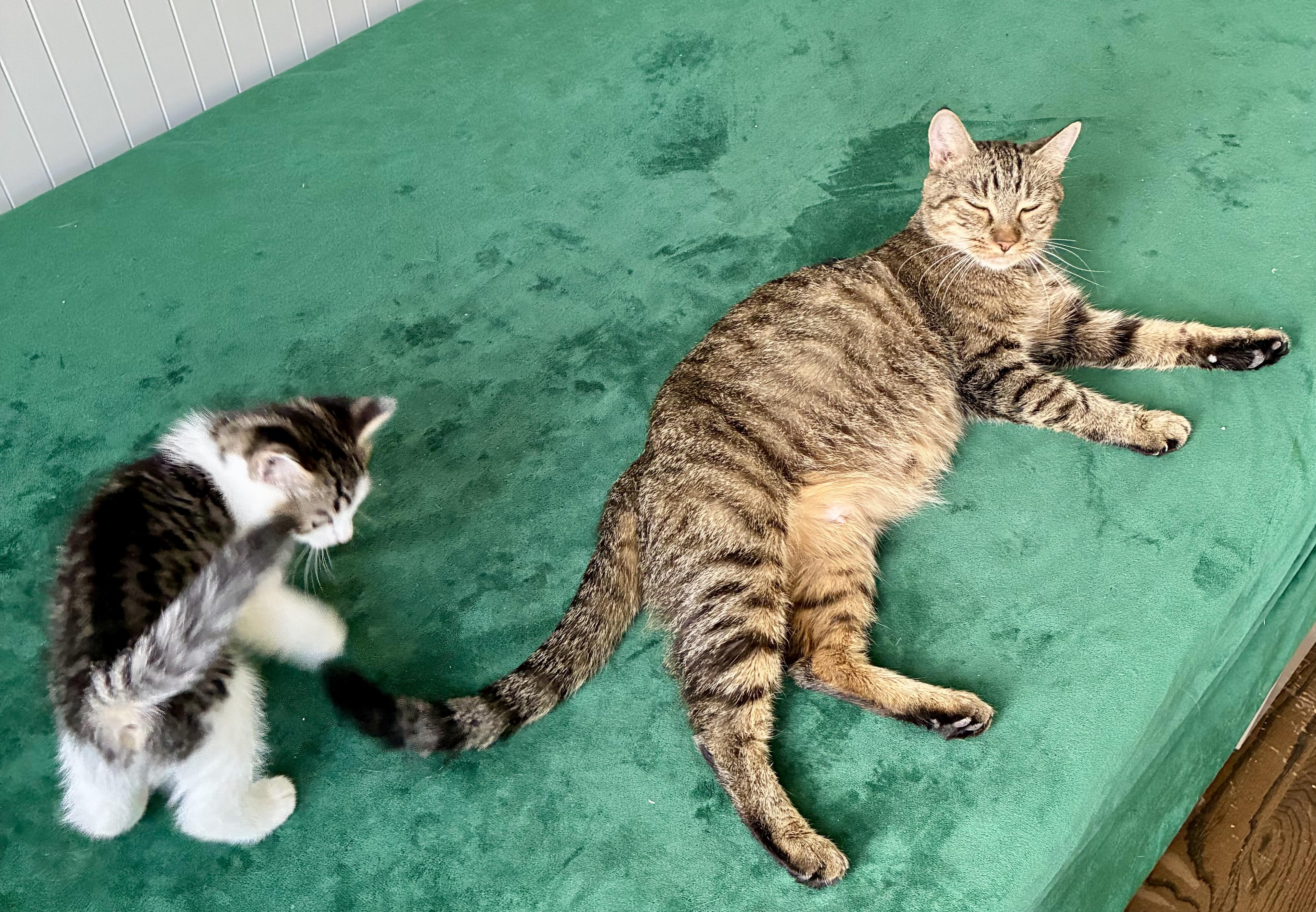 Cleopawtra, Adoptable, Young Female Domestic Short Hair.