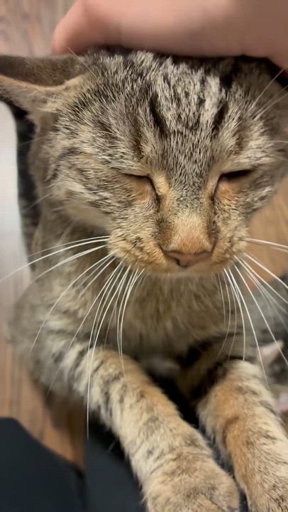 Enlarge Cleopawtra, a Adoptable Domestic Short Hair in Andover, CT video 6/6