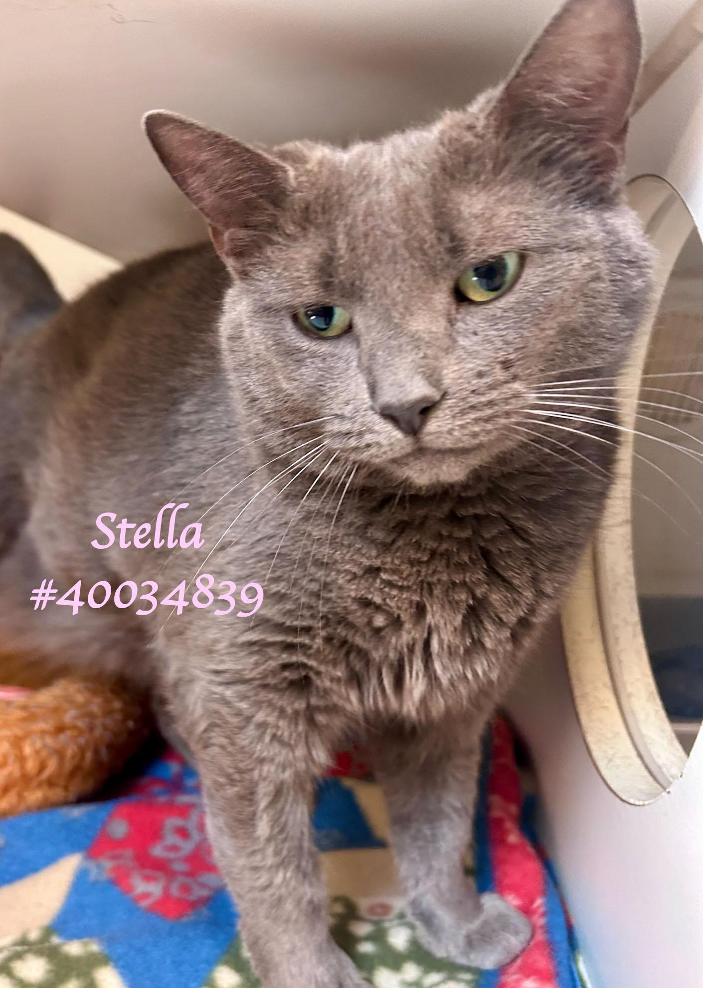 Stella