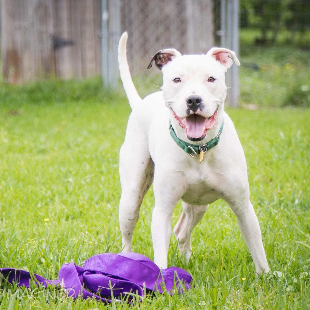 Calum, Adoptable, Senior Male Mixed Breed.