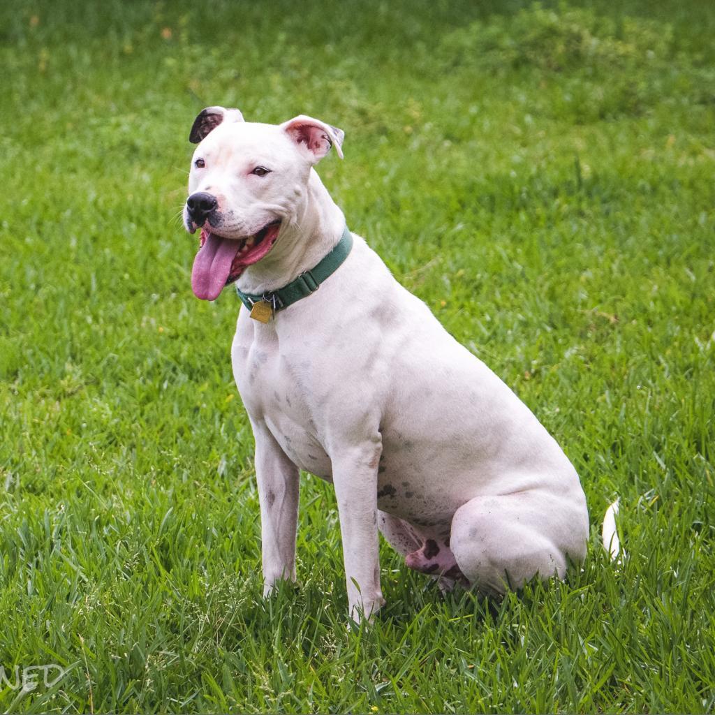 Enlarge Calum, a Adoptable Mixed Breed in Colorado Springs, CO image 2/5