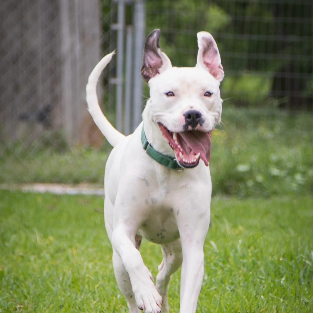 Enlarge Calum, a Adoptable Mixed Breed in Colorado Springs, CO image 3/5