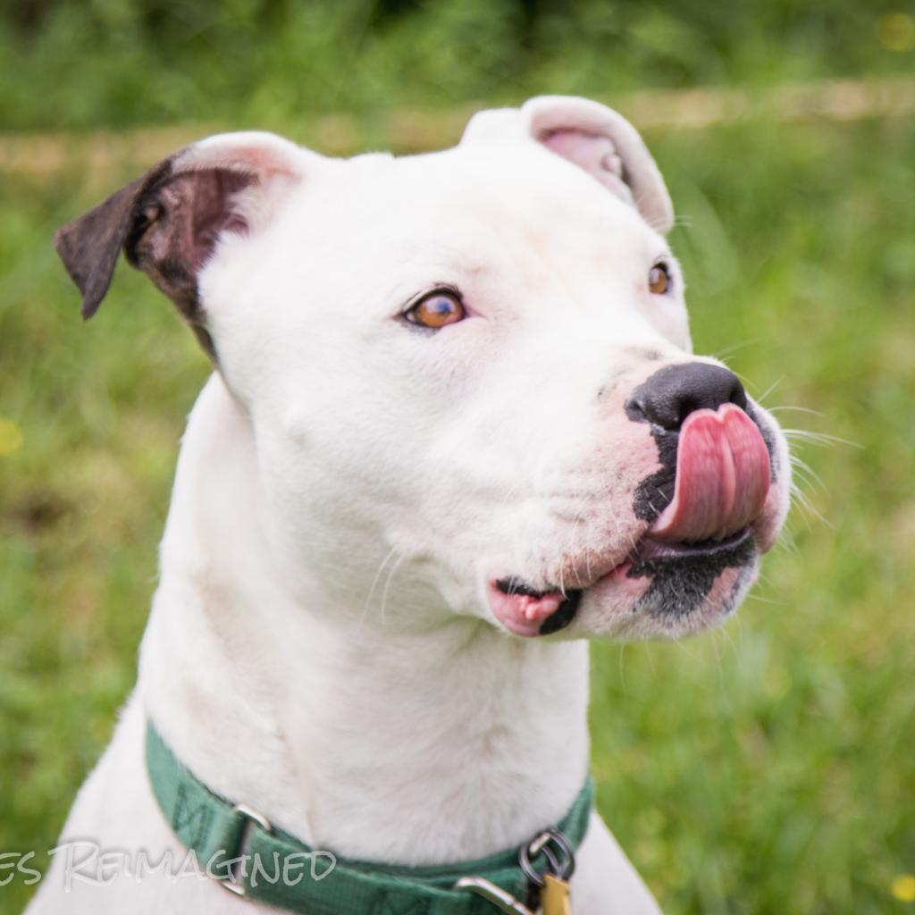 Enlarge Calum, a Adoptable Mixed Breed in Colorado Springs, CO image 4/5