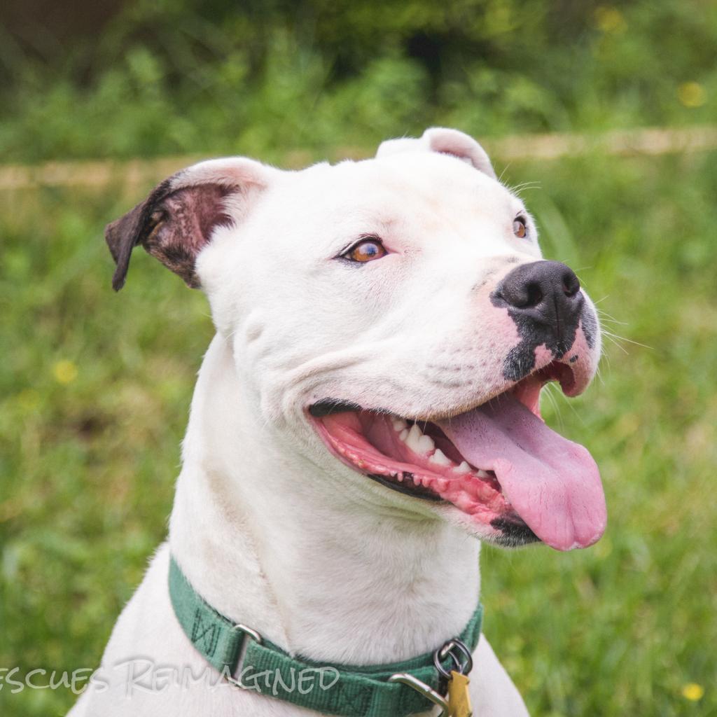 Enlarge Calum, a Adoptable Mixed Breed in Colorado Springs, CO image 5/5