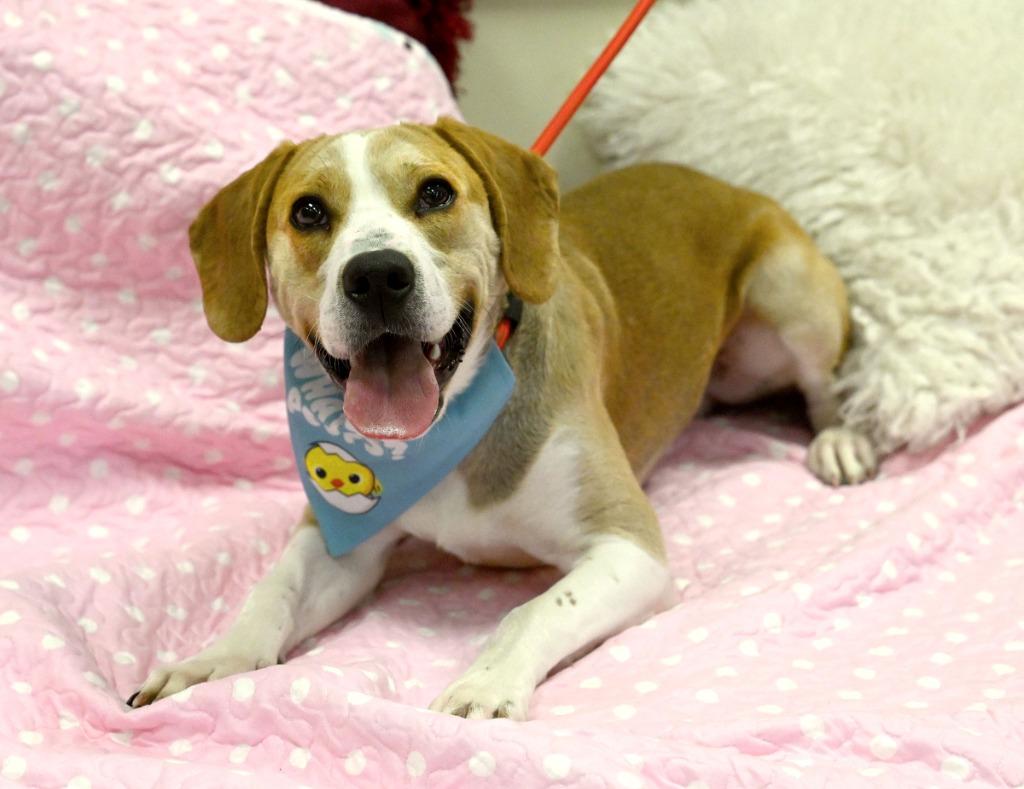 Crow, Adoptable, Puppy Male Labrador Retriever.