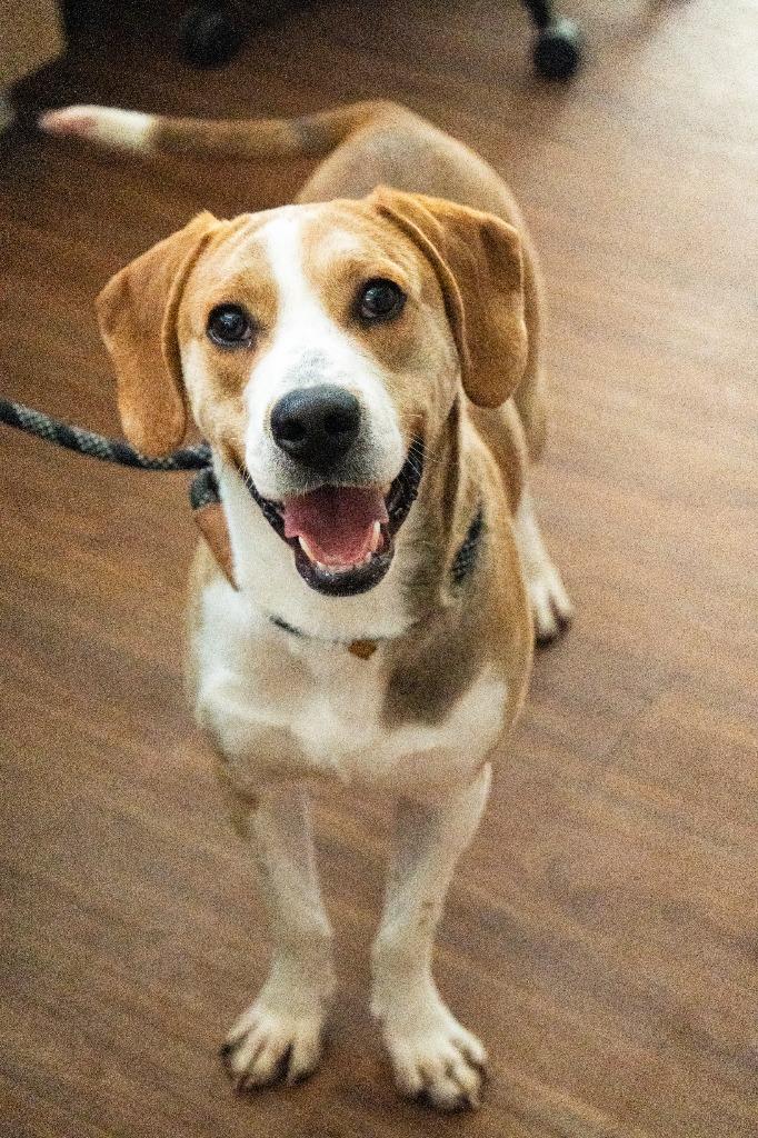 Enlarge Crow, a Adoptable mixed breed in Christiansburg, VA image 2/4