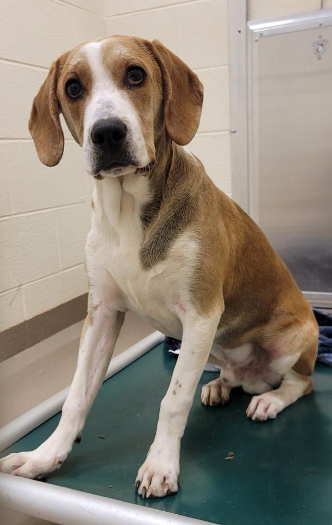 Enlarge Crow, a Adoptable mixed breed in Christiansburg, VA image 3/4