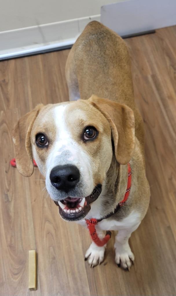 Enlarge Crow, a Adoptable mixed breed in Christiansburg, VA image 4/4