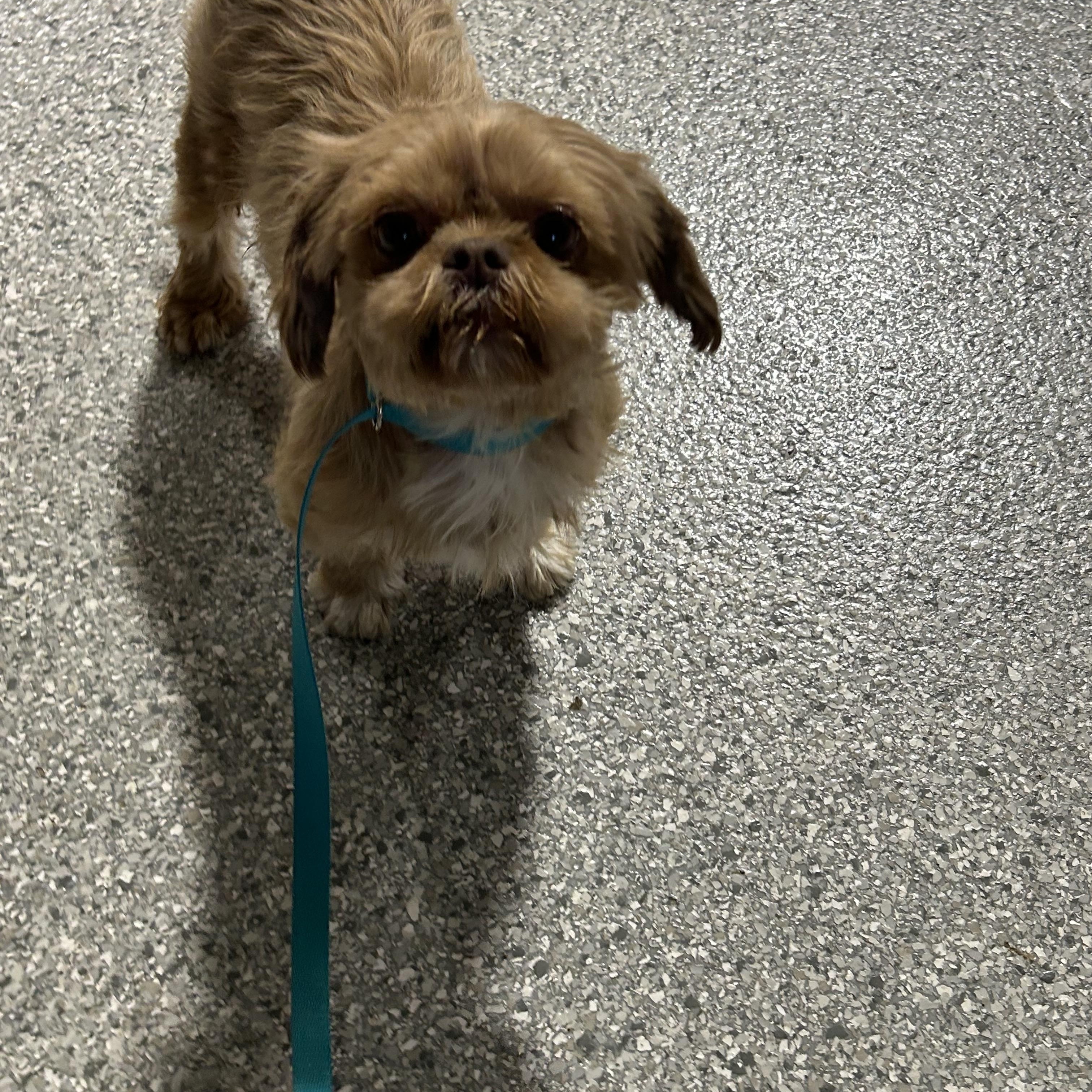 Enlarge Ann, a Adoptable Shih Tzu in Maumee , OH image 2/3