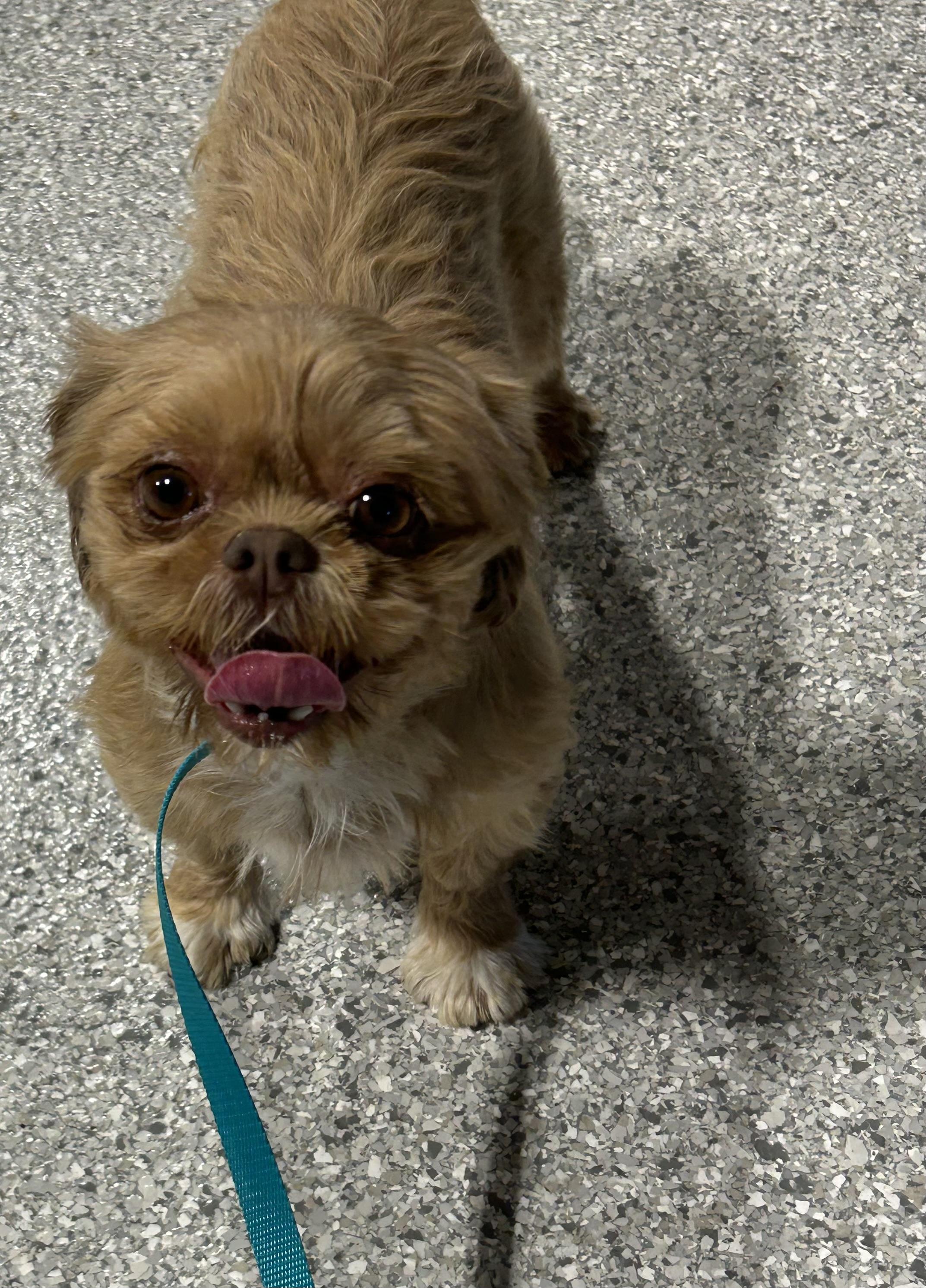 Enlarge Ann, a Adoptable Shih Tzu in Maumee , OH image 3/3