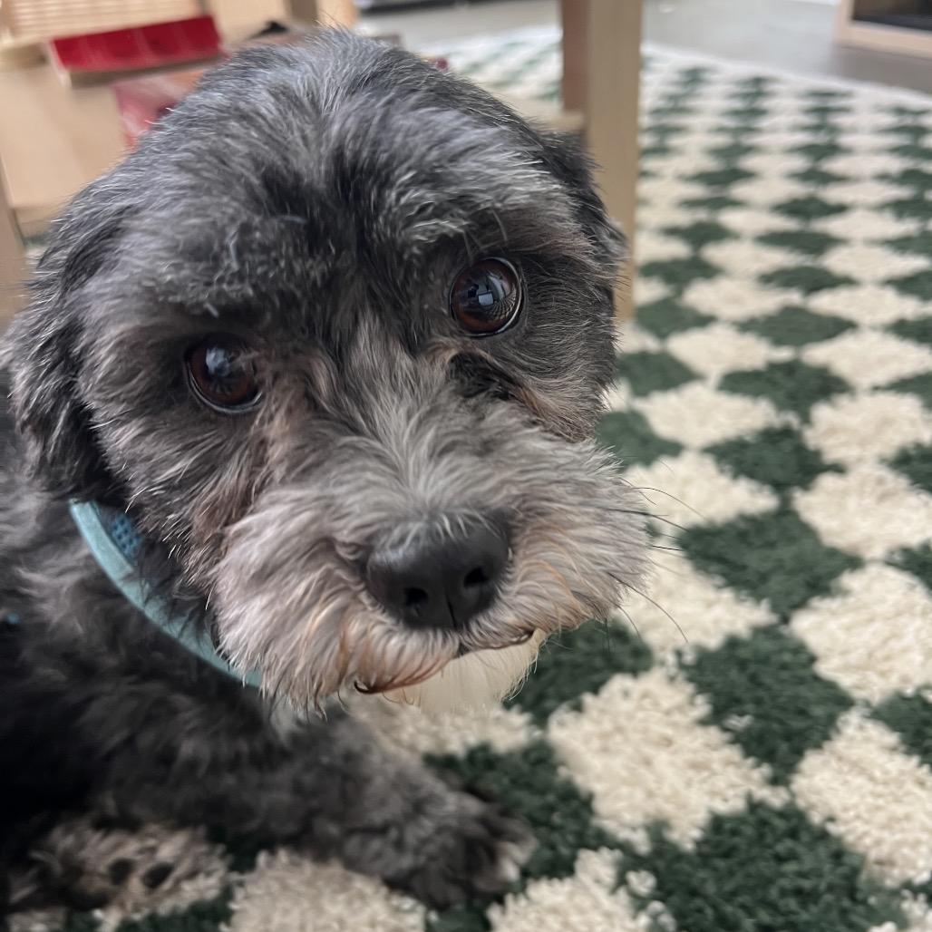 Enlarge Skamper, a Adoptable mixed breed in St. Paul, MN image 1/5