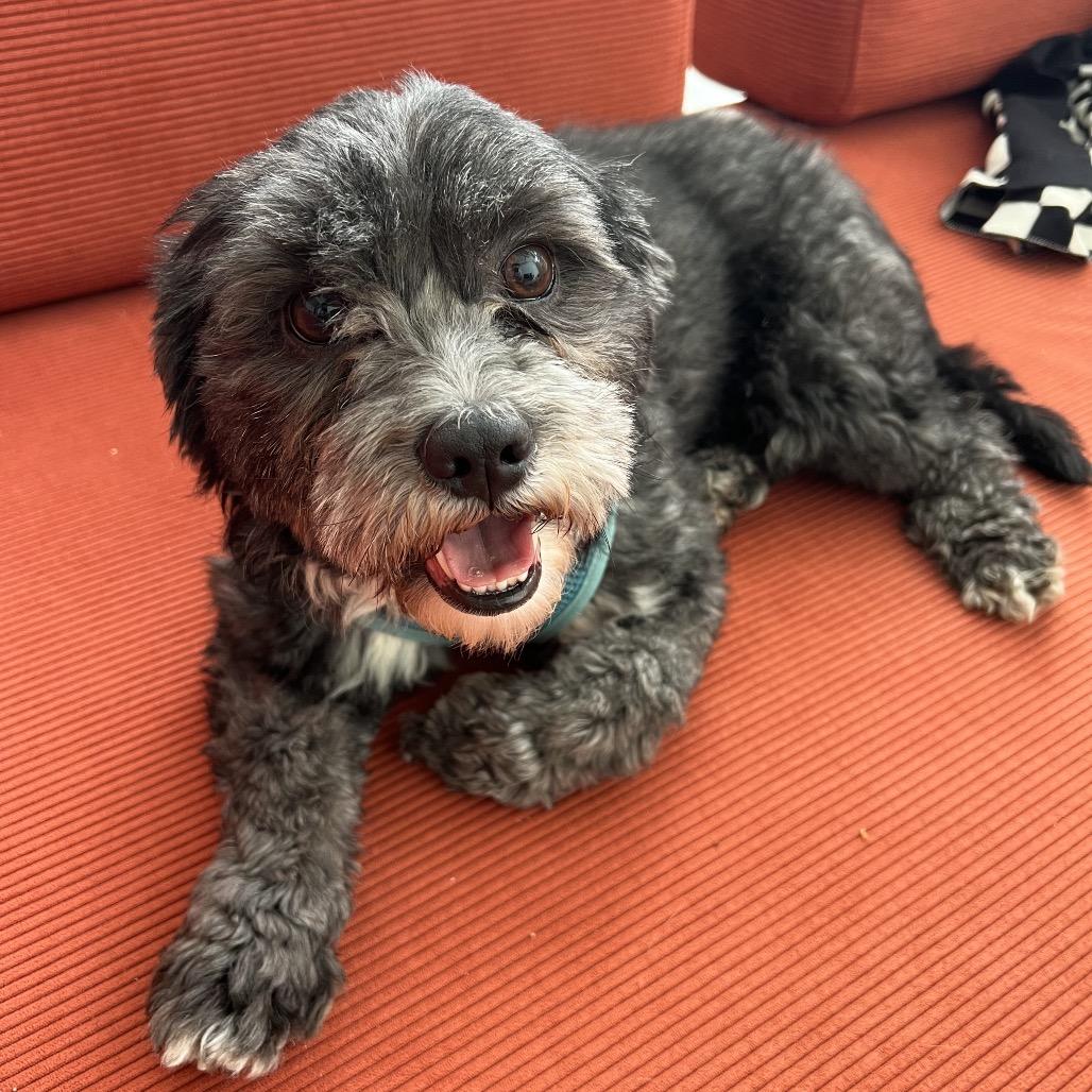 Enlarge Skamper, a Adoptable mixed breed in St. Paul, MN image 2/5