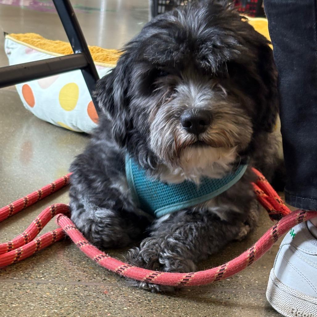 Enlarge Skamper, a Adoptable mixed breed in St. Paul, MN image 3/5