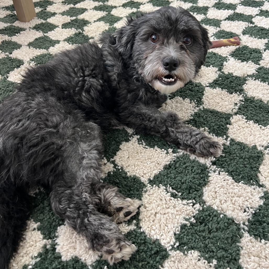 Enlarge Skamper, a Adoptable mixed breed in St. Paul, MN image 4/5