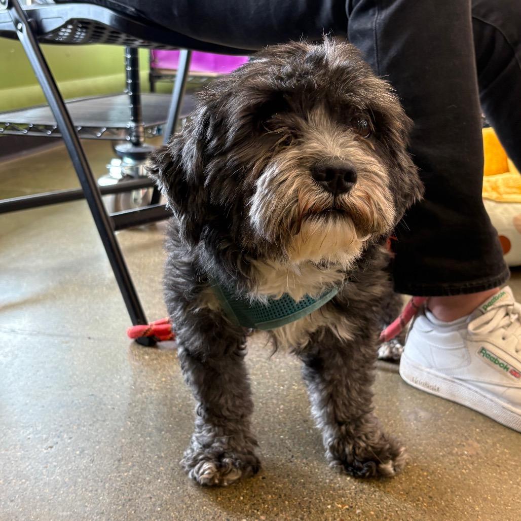 Enlarge Skamper, a Adoptable mixed breed in St. Paul, MN image 5/5