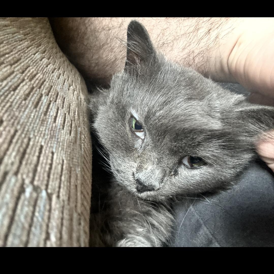 Enlarge Bluebell, a ADOPTABLE mixed breed in Omaha, NE image 2/3