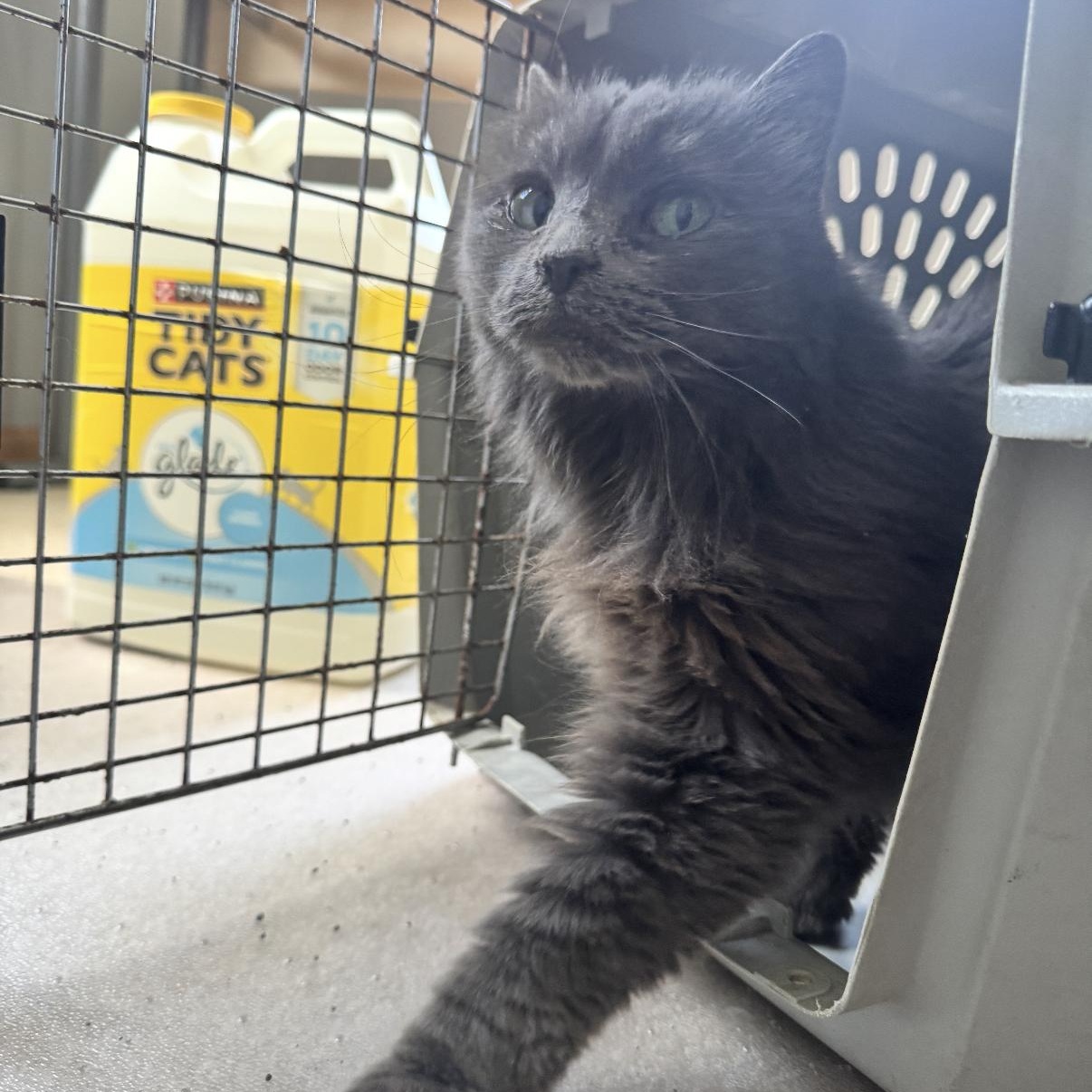 Enlarge Bluebell, a ADOPTABLE mixed breed in Omaha, NE image 1/3
