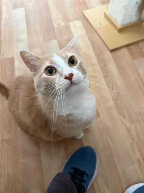 BENNINGTON, Adoptable, Adult Male Domestic Short Hair.