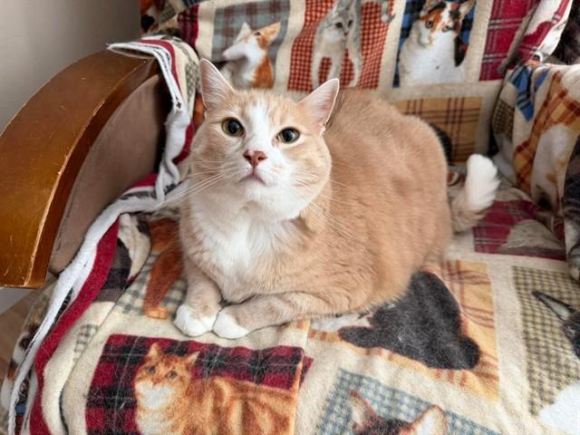 BENNINGTON, Adoptable, Adult Male Domestic Short Hair.