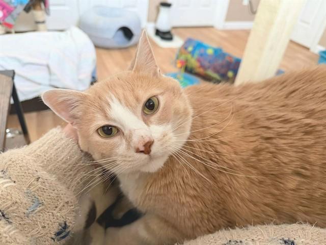 Enlarge BENNINGTON, a Adoptable Domestic Short Hair in Saint Peters, MO image 1/1