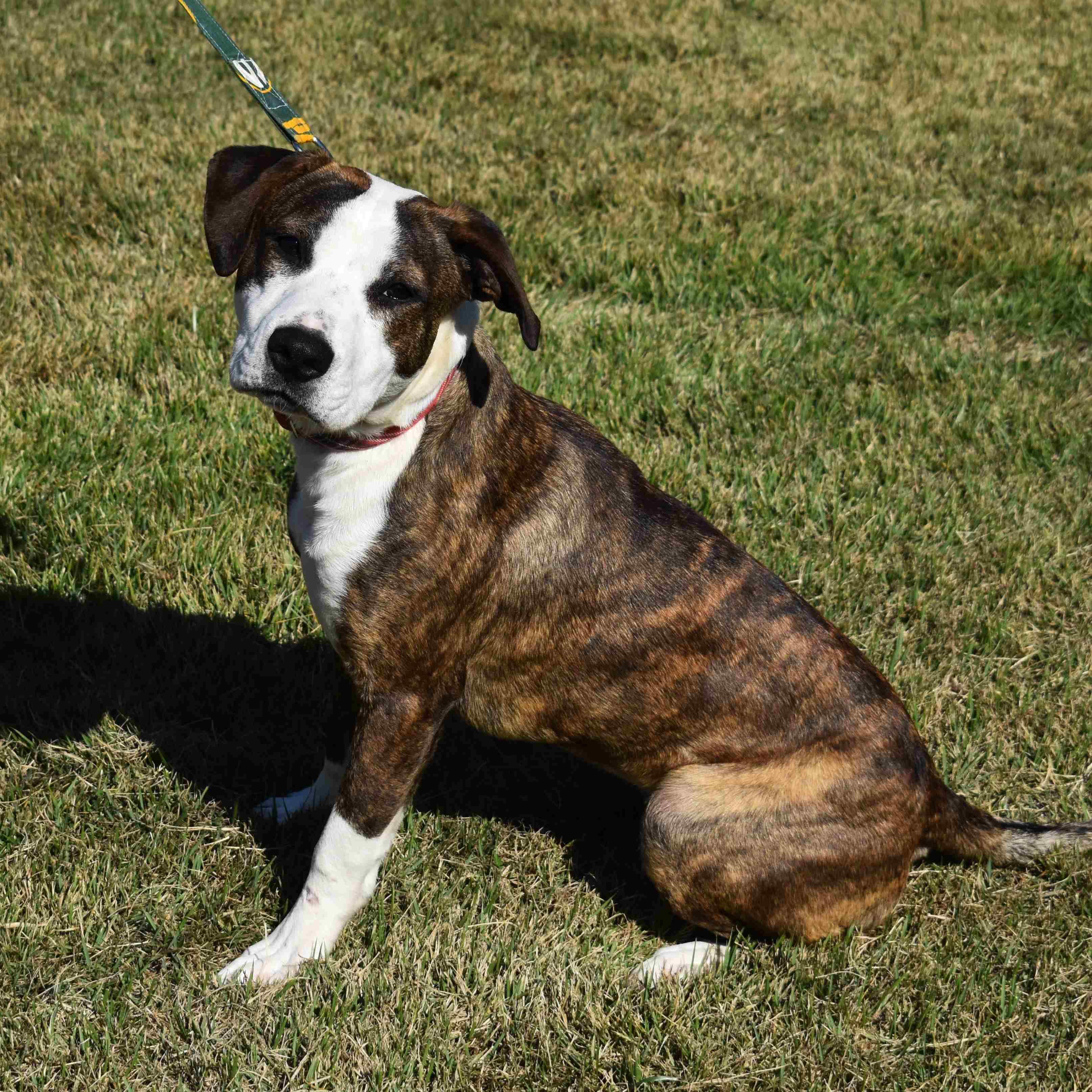 Nancy, a Adoptable Mixed Breed in Searcy, AR image 5/6
