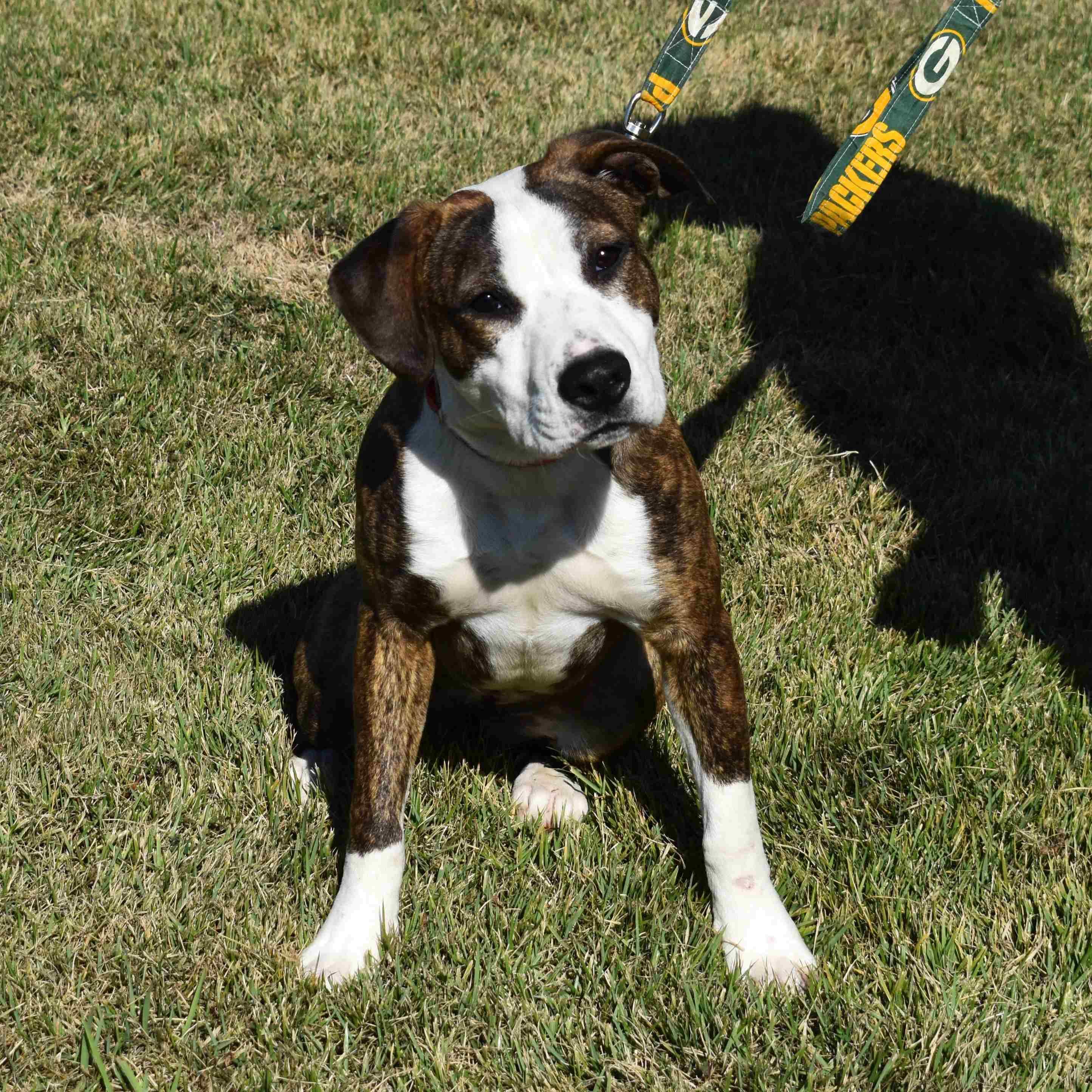 Nancy, a Adoptable Mixed Breed in Searcy, AR image 2/6