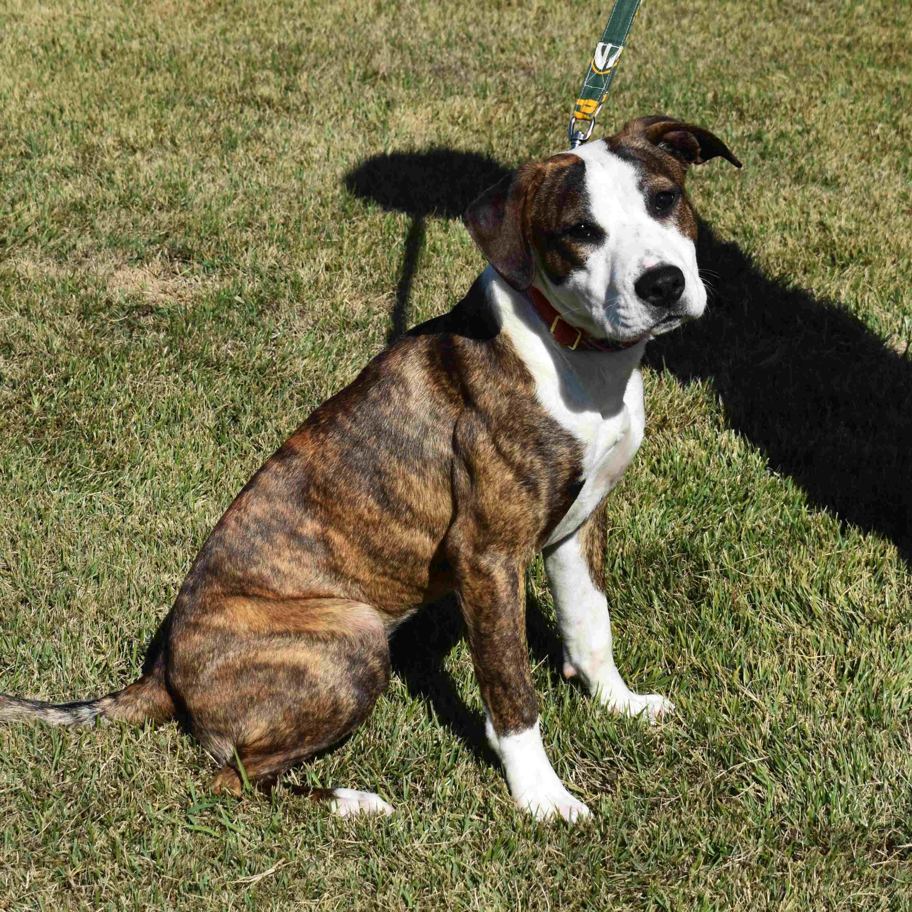 Nancy, a Adoptable Mixed Breed in Searcy, AR image 3/6