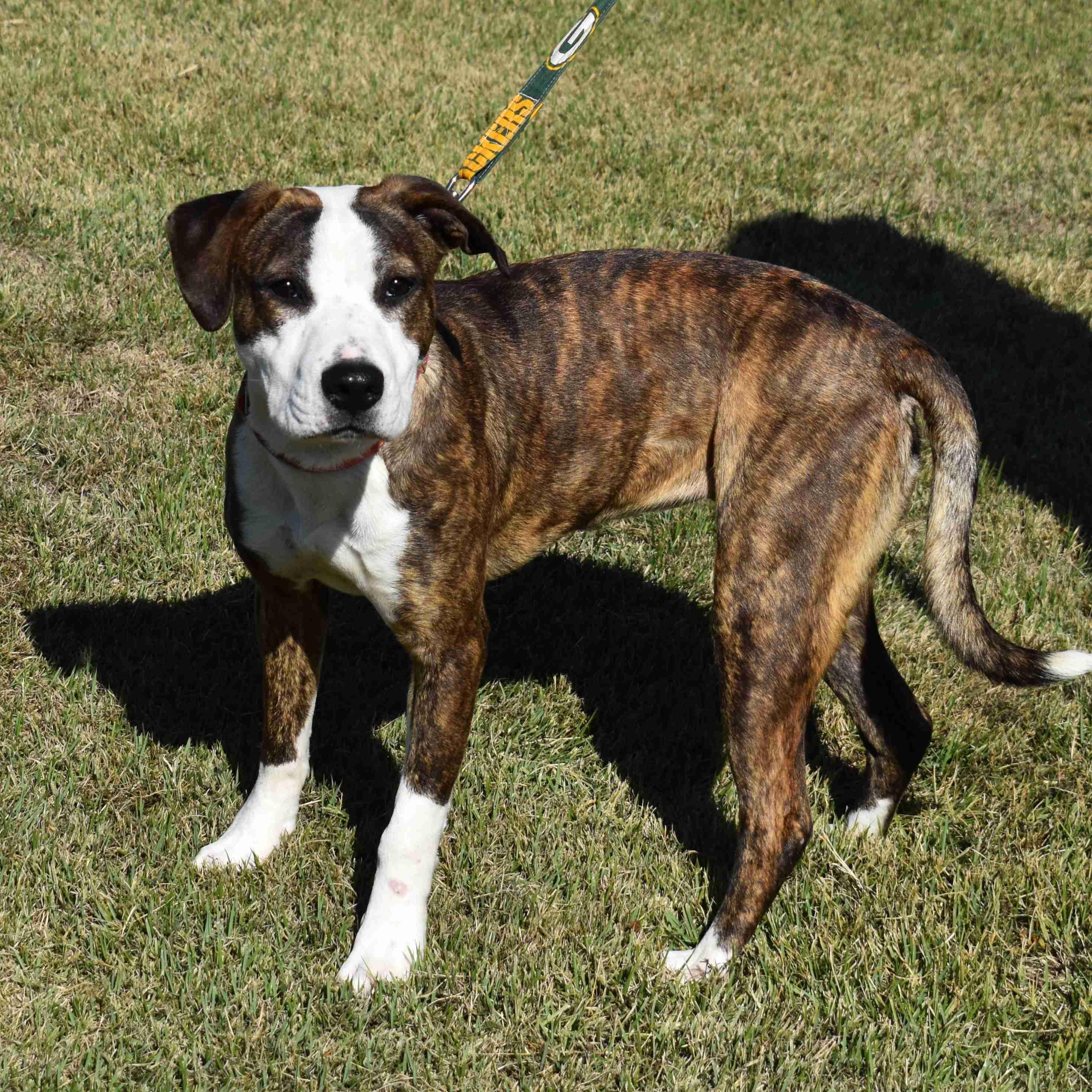 Nancy, Adoptable, Young Female Mixed Breed.