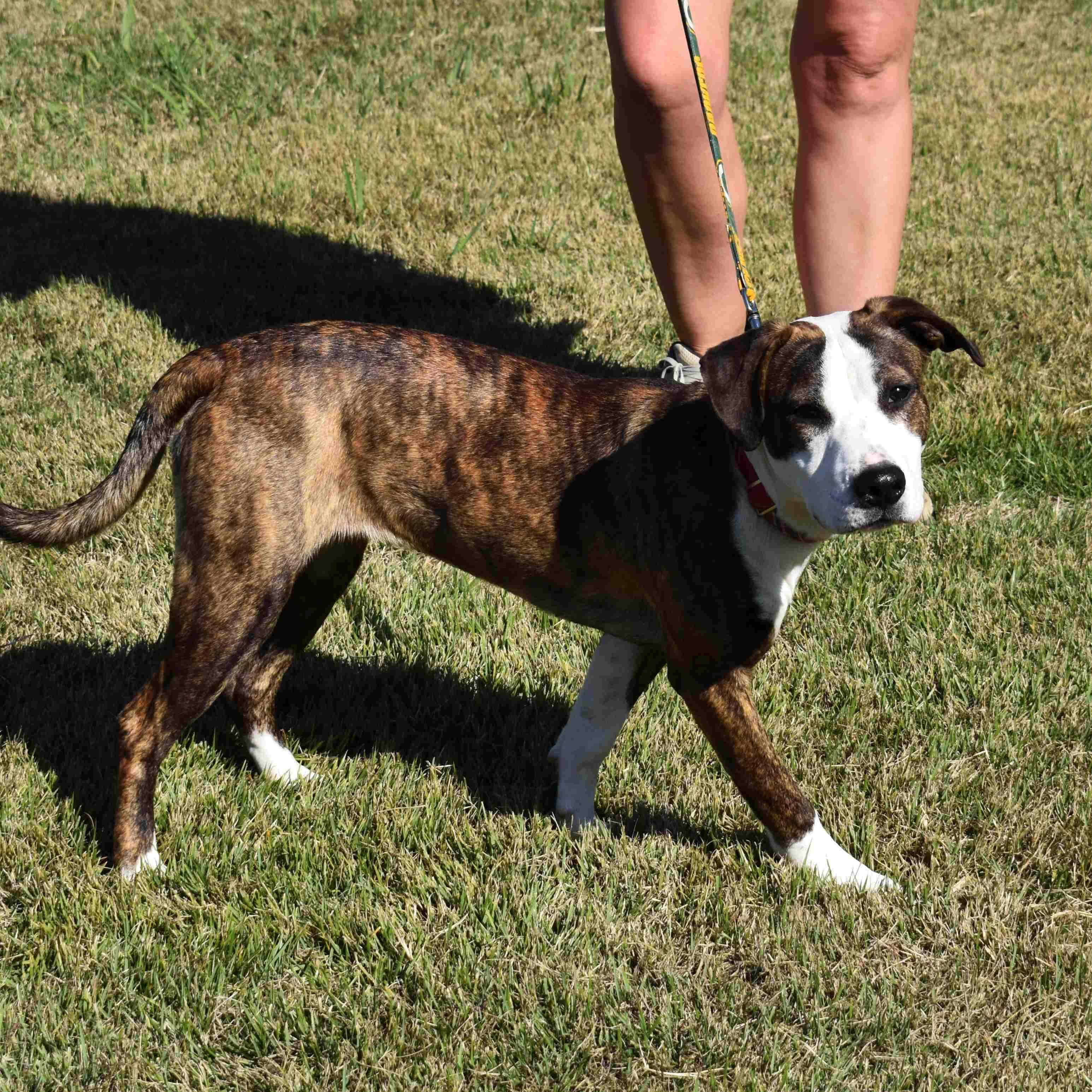 Nancy, a Adoptable Mixed Breed in Searcy, AR image 6/6