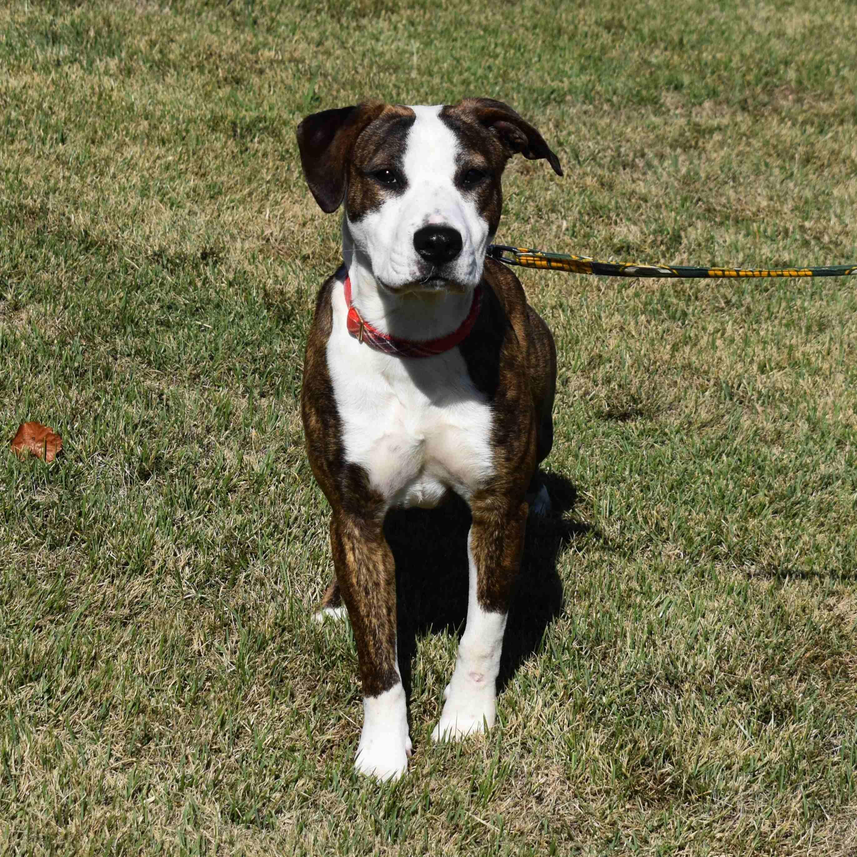 Nancy, a Adoptable Mixed Breed in Searcy, AR image 4/6
