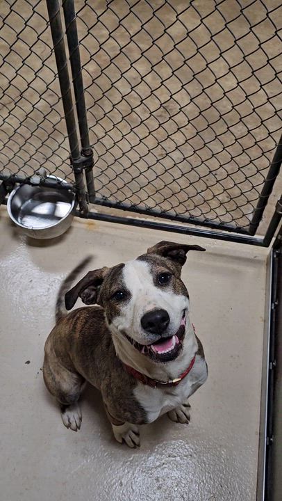 Enlarge Nancy, a Adoptable Mixed Breed in Searcy, AR video 6/6