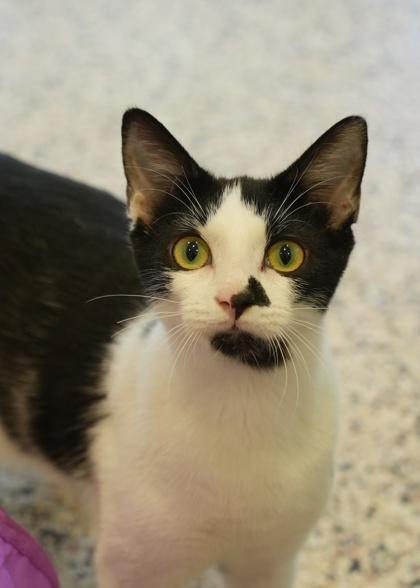 Enlarge Tsunami 57808, a Adoptable Domestic Short Hair in Aiken, SC image 1/2