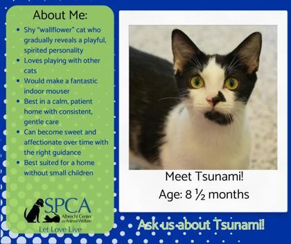 Enlarge Tsunami 57808, a Adoptable Domestic Short Hair in Aiken, SC image 2/2